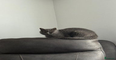 British Shorthair cats - Advert 14