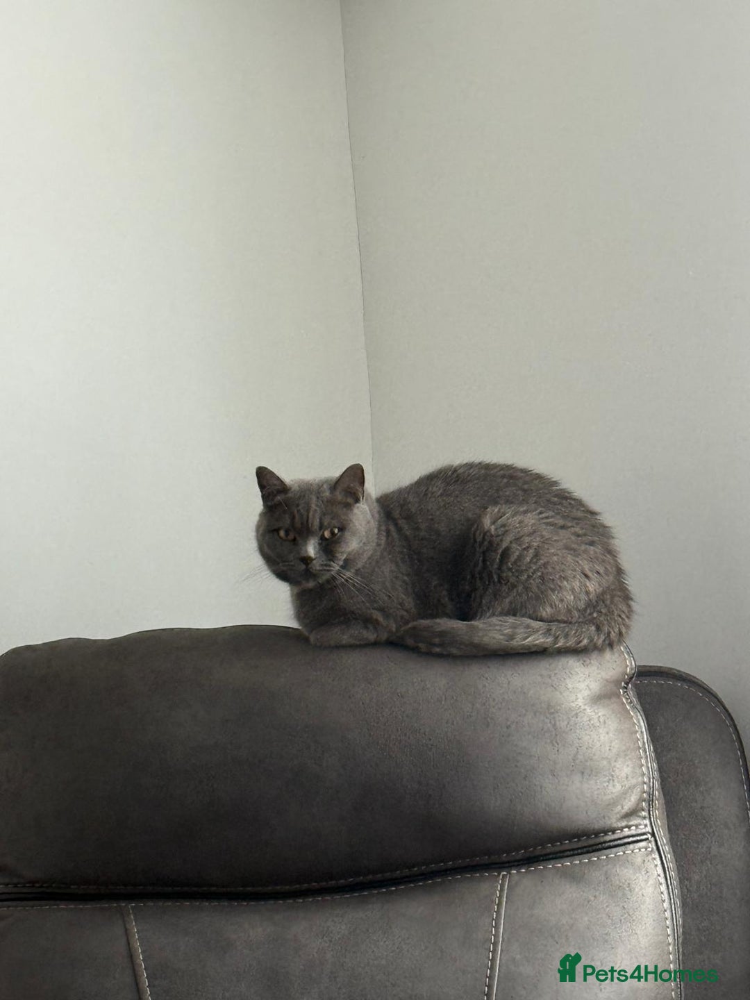 British Shorthair cats for sale: GCCF British shorthair female - Image 3
