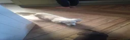Dachshund dogs for sale: Beautiful mini dachshund puppies  - Advert 3