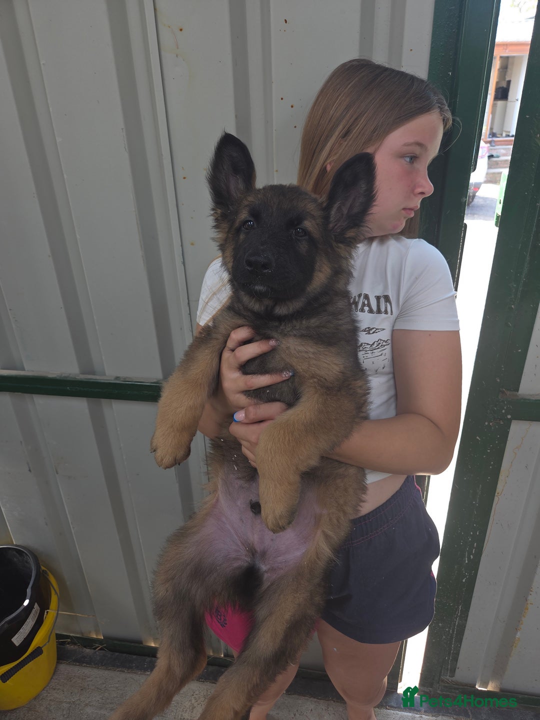 German Shepherd dogs for sale: ⭐️Quality KC Reg Long Coat German Shepherd Pups⭐️  - Image 16
