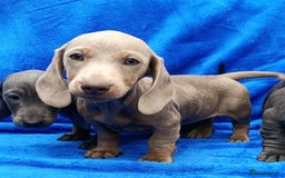 Miniature Dachshund dogs for sale: READY NOW STANDARD KC REG DACHSUNDS PRA CLR  - Image 10