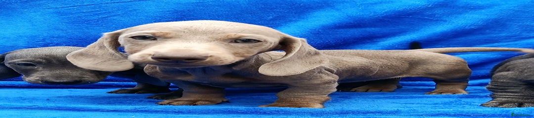 Miniature Dachshund Puppy 3