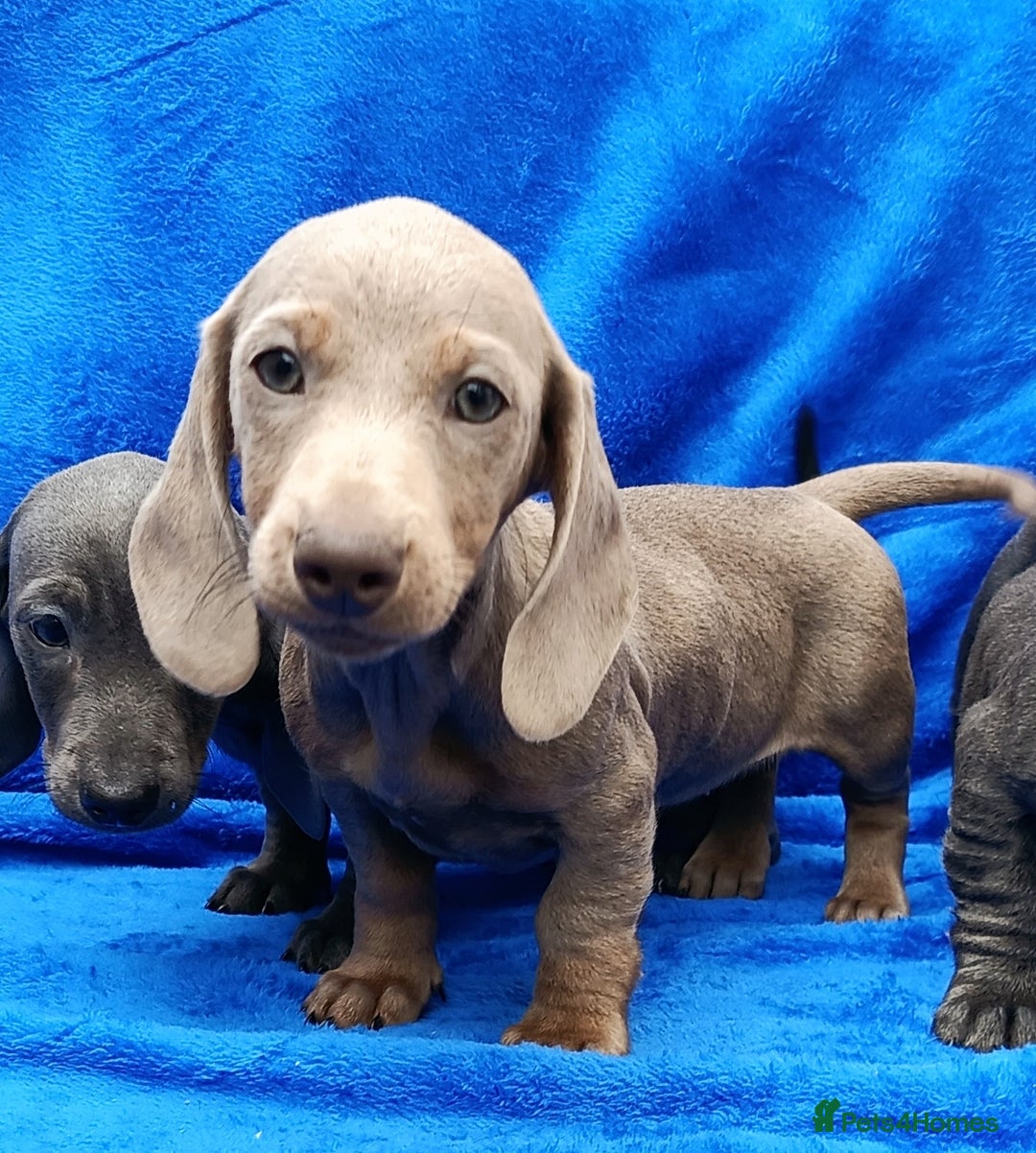 Miniature Dachshund dogs for sale: READY NOW STANDARD KC REG DACHSUNDS PRA CLR  - Image 10