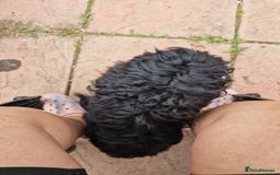 Cockapoo dogs for sale: Female Cockapoo  - Image 6
