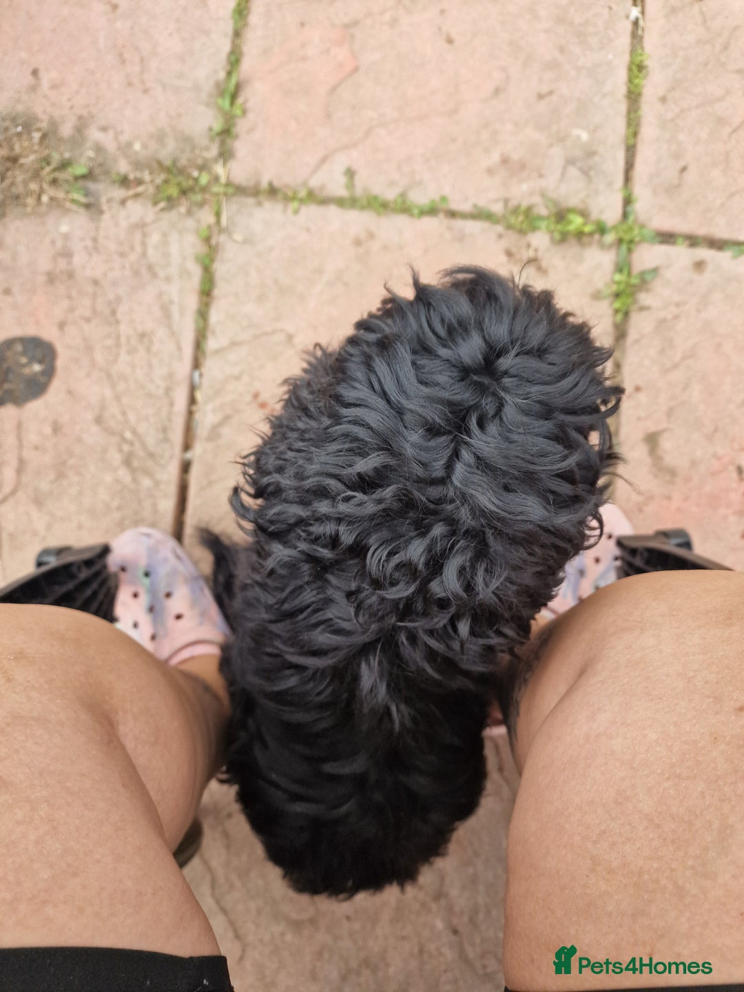 Cockapoo dogs for sale: Female Cockapoo  - Image 6