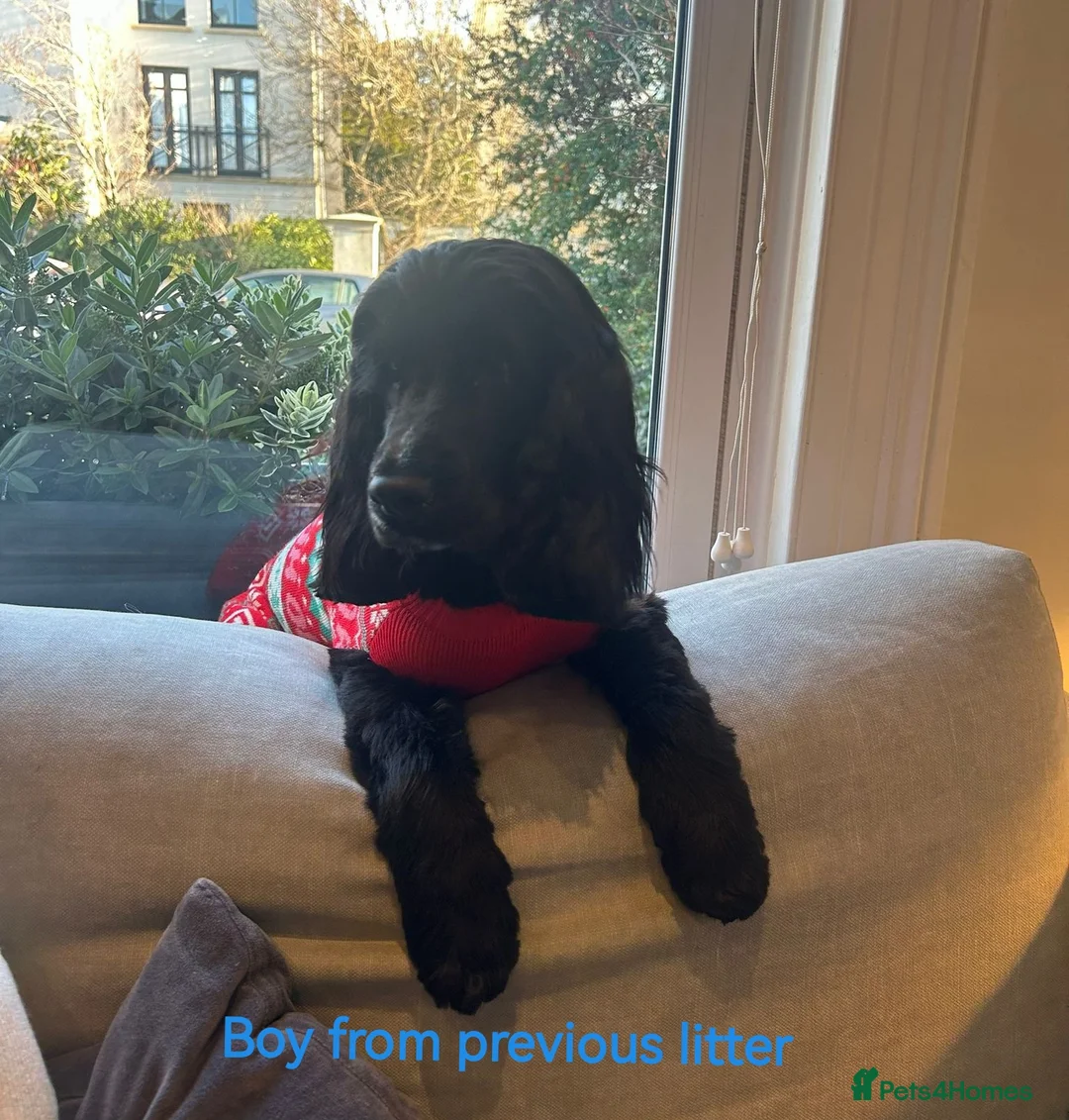 Cocker Spaniel dogs for sale: KC & DNA tested show type cocker spaniels puppies in Weston-super-Mare - Advert 14