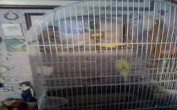 Budgerigars birds for sale: FOR Sale budgies - Image 2