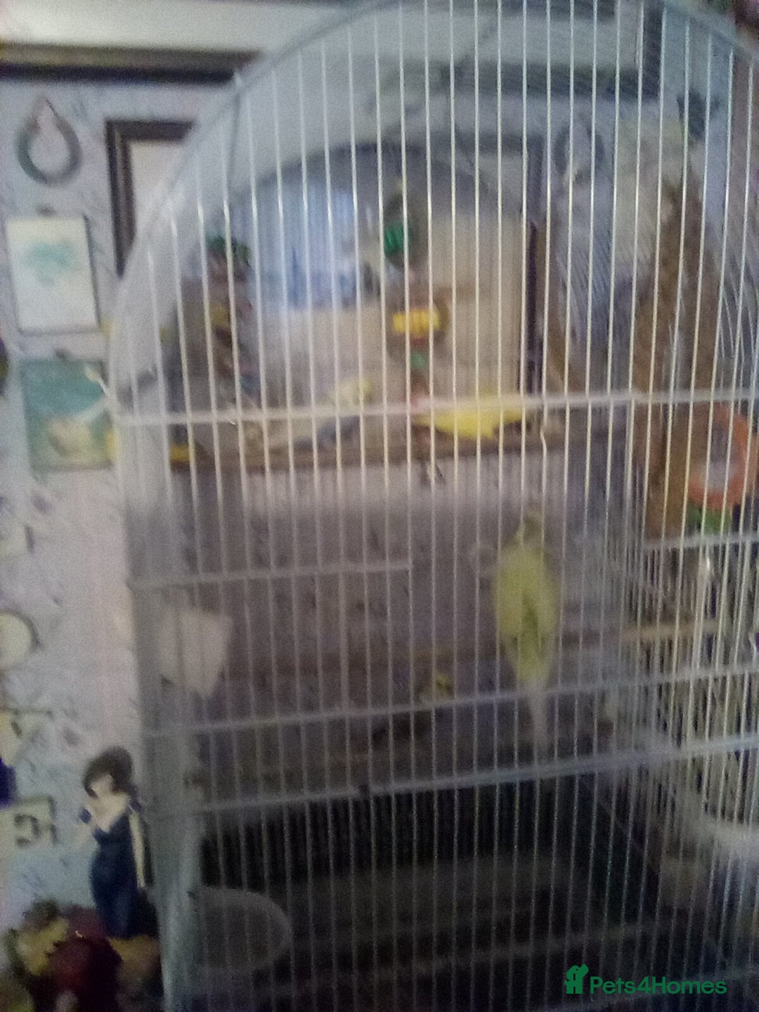 Budgerigars birds for sale: FOR Sale budgies - Image 2