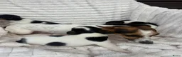 Jack Russell dogs for sale: Jack Russel puppy’s  - Advert 13