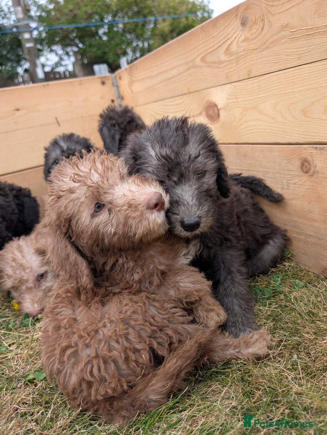 Bedlington Terrier dogs for sale: Bedlington terriers - working stock - Image 12