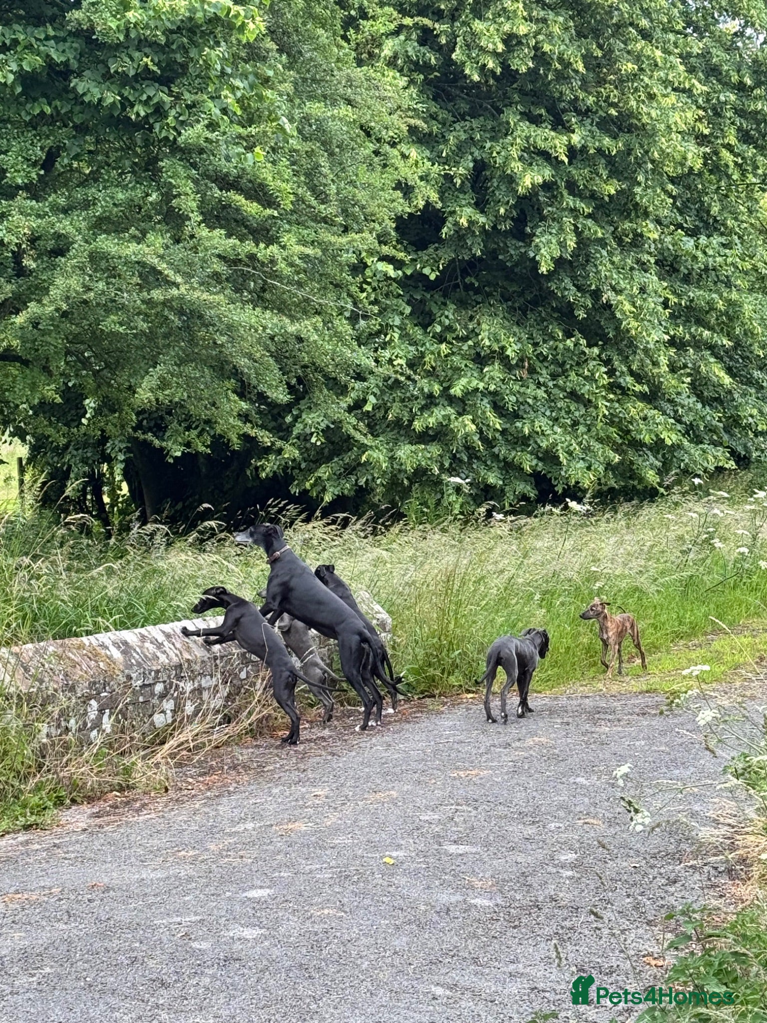 Whippet dogs Gorgeous family dogs looking for loving homes  - Advert 2