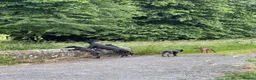 Whippet dogs for sale: Gorgeous family dogs looking for loving homes  - Advert 2