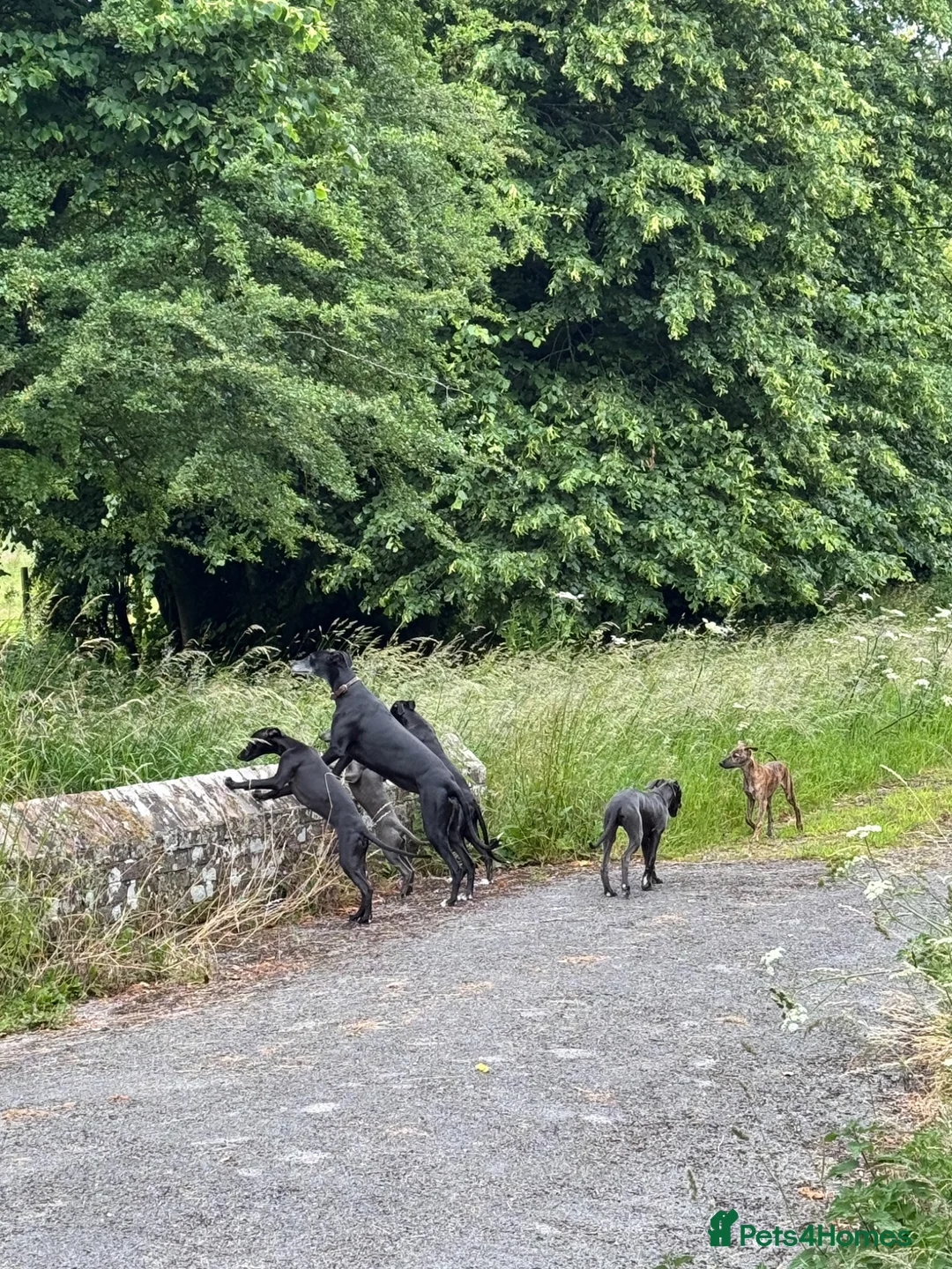 Whippet dogs for sale: Gorgeous family dogs looking for loving homes  - Advert 2