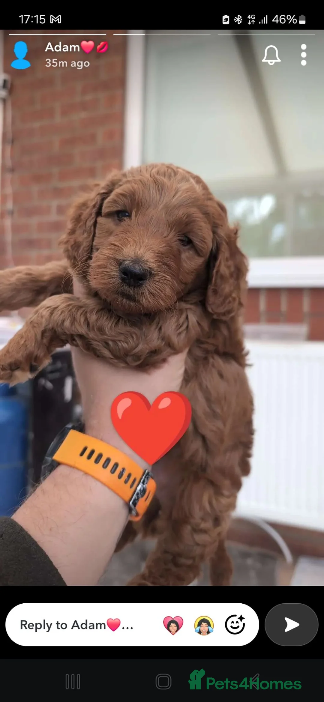 Cockapoo dogs for sale: F1B Cockapoos - Advert 13