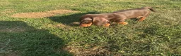Miniature Dachshund dogs for sale: Miniature dachshund pups.KC reg&council licensed - Advert 3