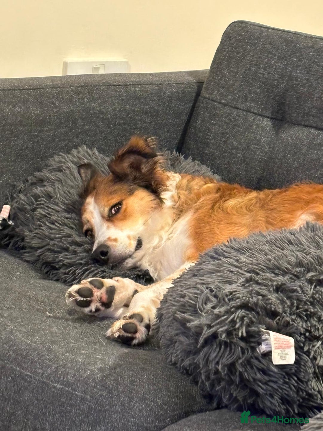 Welsh Collie dogs for sale: Female Welsh collie for sale - Image 4