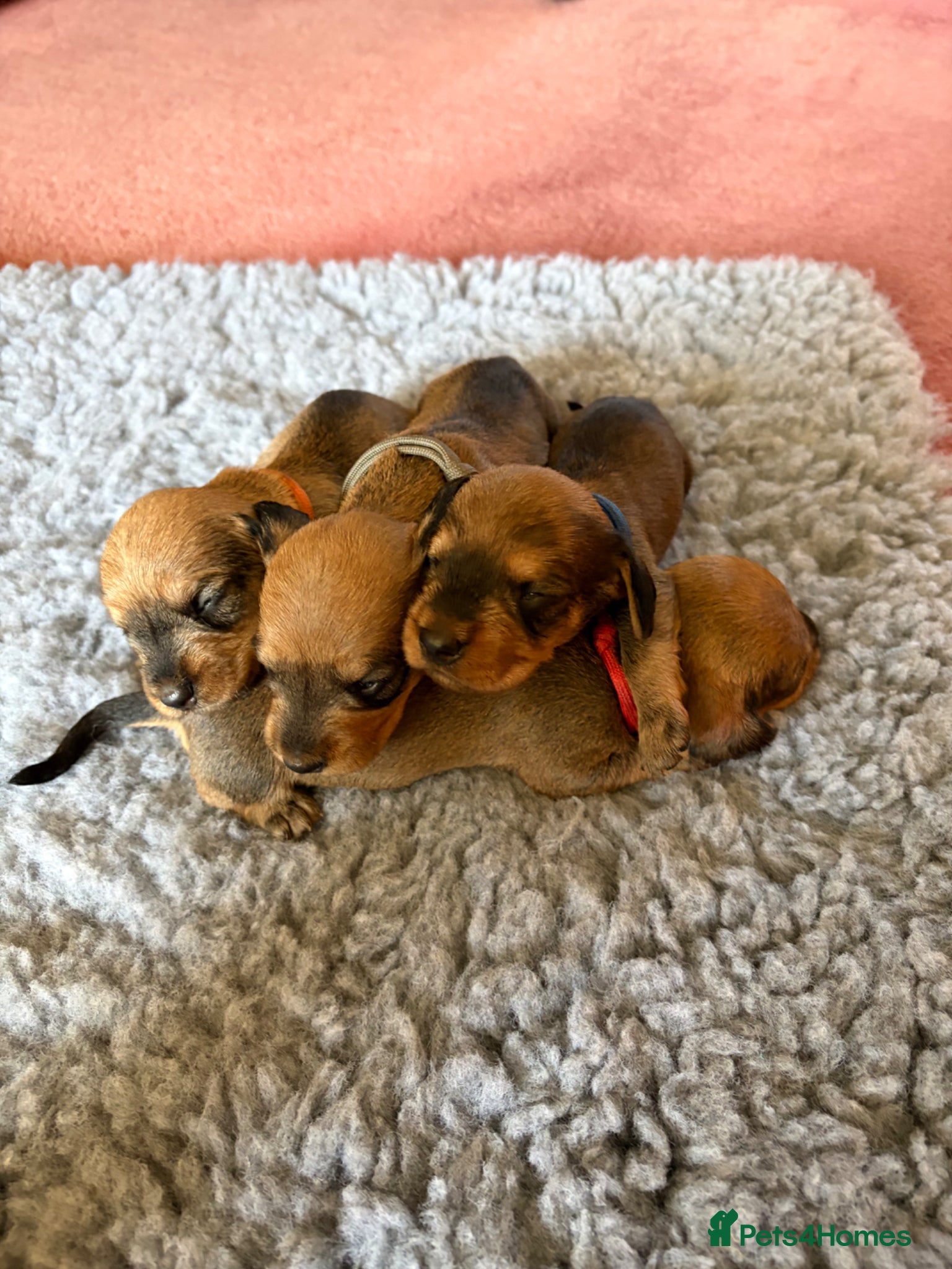 Dachshund dogs for sale: Beautiful Pedigree Wire-Haired Dachshund Puppies - Advert 7