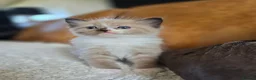 Ragdoll cats for sale: Beautiful Ragdoll Kittens - Advert 6