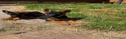 German Shepherd dogs for sale: German Shepard puppies ⭐️ready to be rehomed ⭐️ - Advert 3