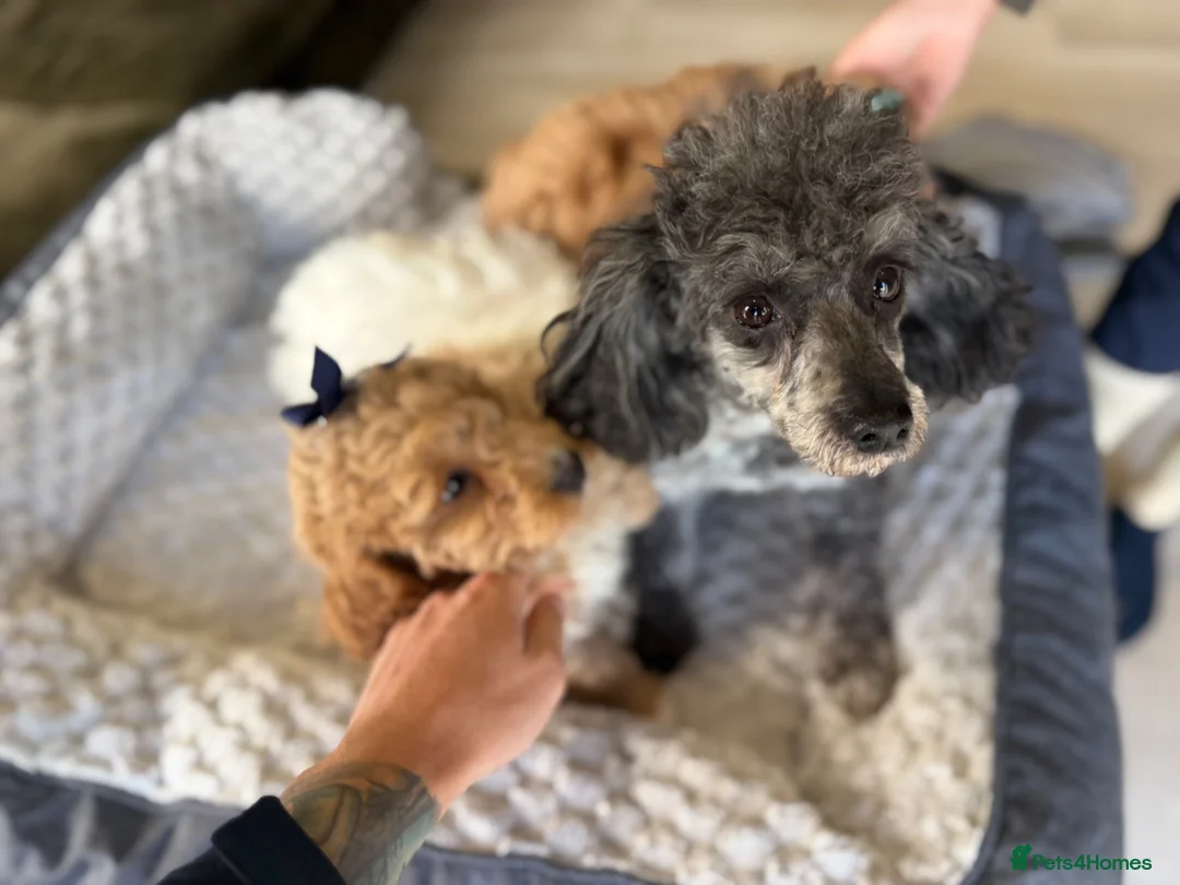 Cavapoo dogs for sale: Cavapoo puppies  - Advert 5