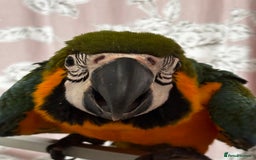 Macaws birds for sale: Baby Blue And Gold Macaw - Image 6