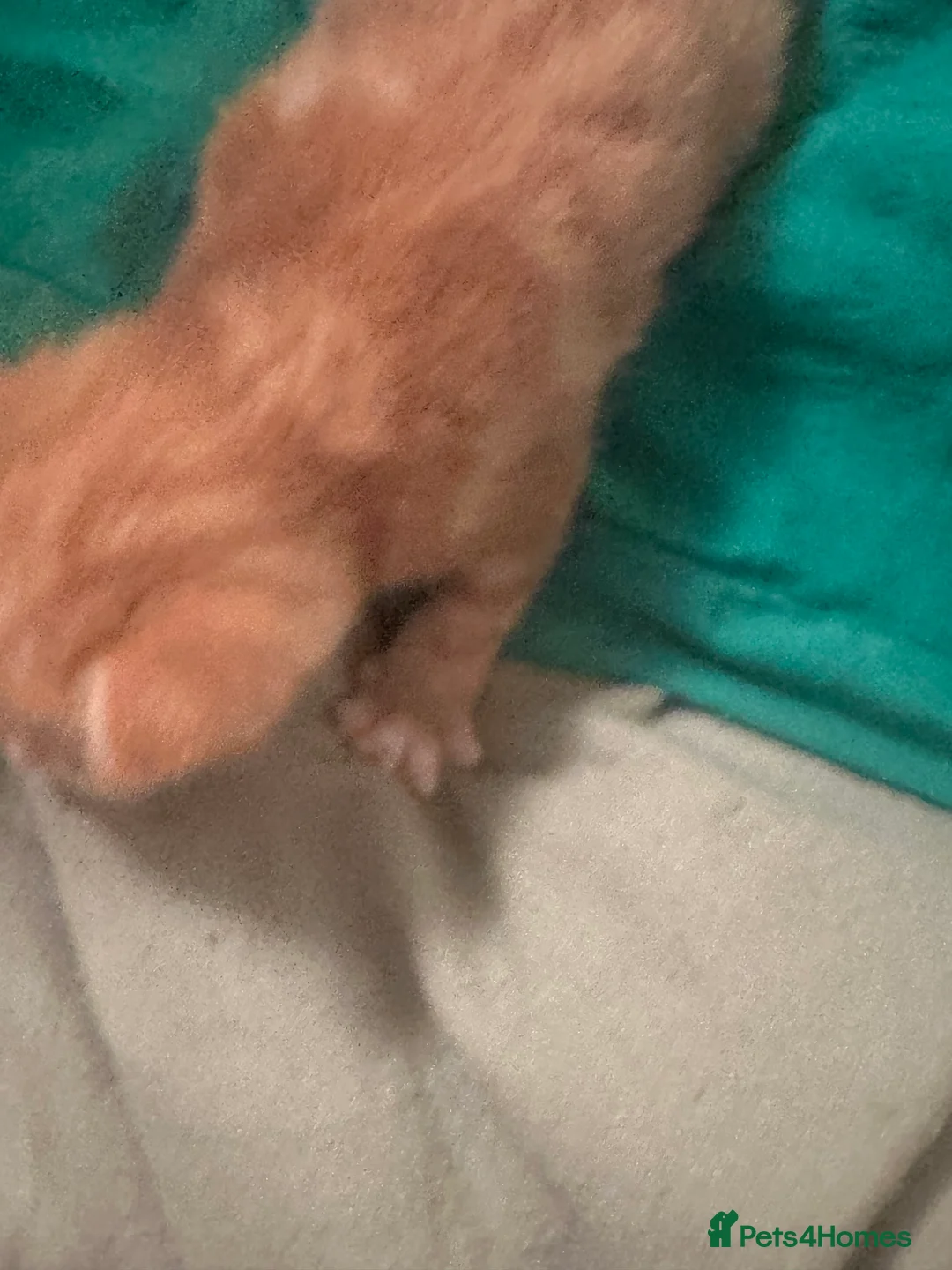 Mixed Breed cats for sale: Kittens for sale - Advert 9