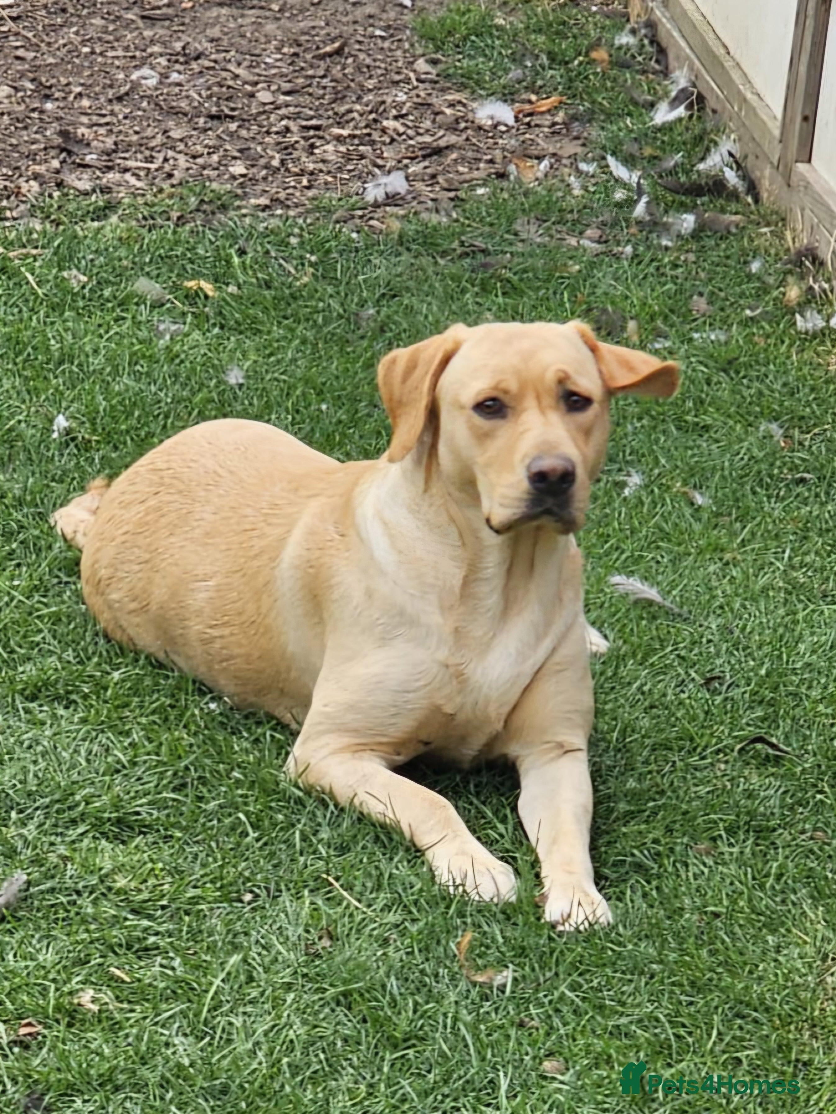 Labrador Retriever dogs Beautiful KC Registered Labrador Female - Advert 5