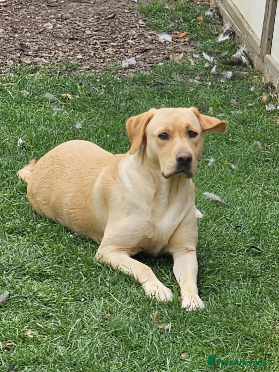 Labrador Retriever dogs for sale: Beautiful KC Registered Labrador Female - Advert 1