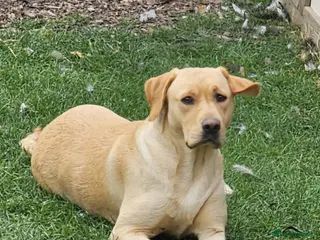 Labrador Retriever dogs Beautiful KC Registered Labrador Female - Advert 5