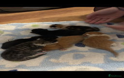 Mixed Breed cats for sale: 6 kitten kittens looking for there forever homes  - Image 9