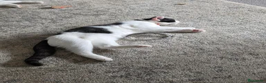 Mixed Breed 1