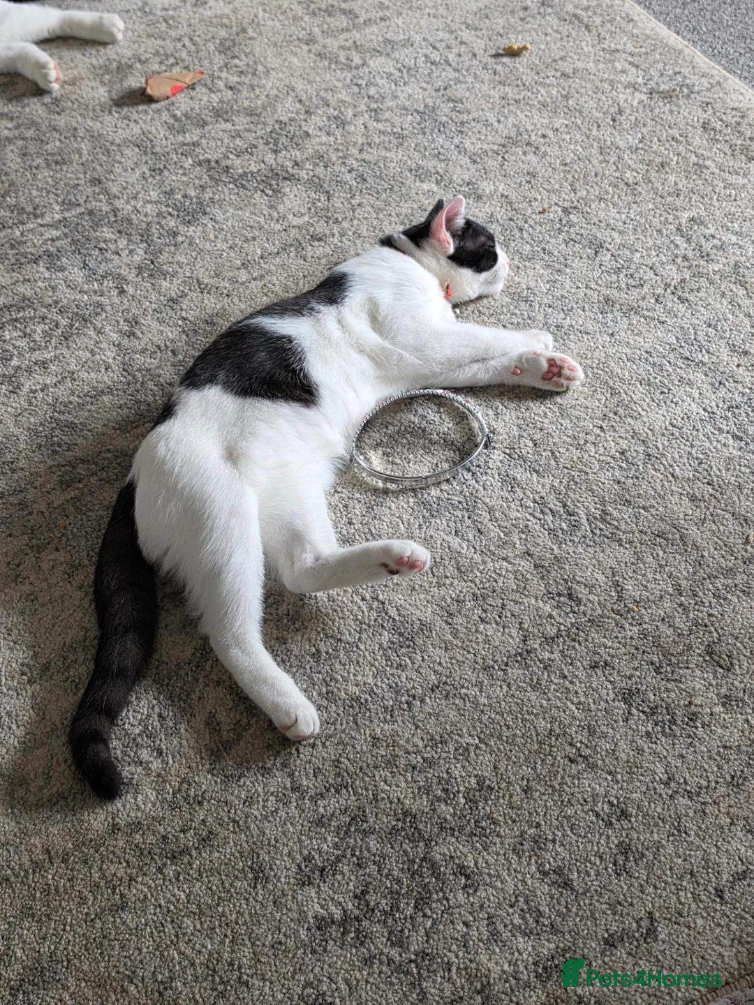 Mixed Breed cats for sale: Biscuit in Sheffield - Advert 2