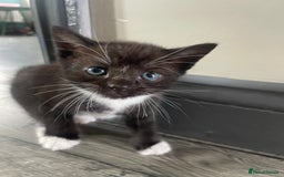 Bengal cats for sale: Pair of part bengal Tuxedo Kittens  - Image 19