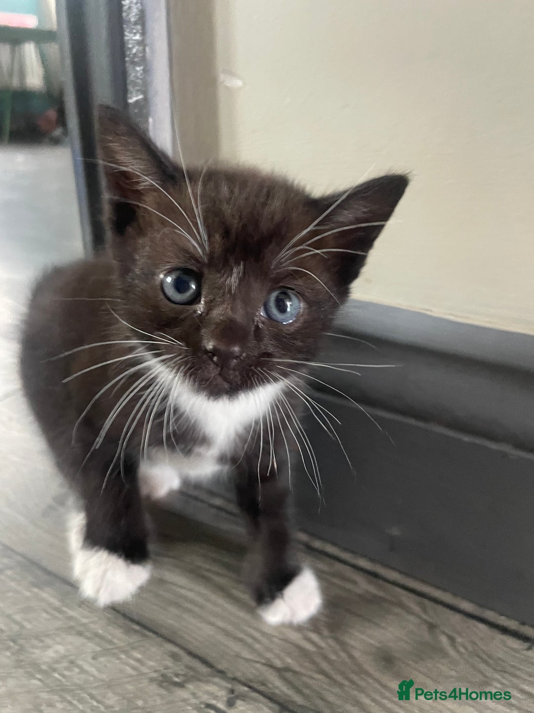 Bengal cats for sale: Pair of part bengal Tuxedo Kittens  - Image 19