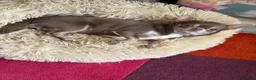 Chihuahua dogs for sale: Beautiful chocolate long-coat boy 🍎  - Advert 13