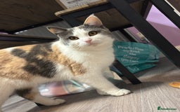 Mixed Breed cats for sale: 1yr 6mnth female cat for sale - Advert 4