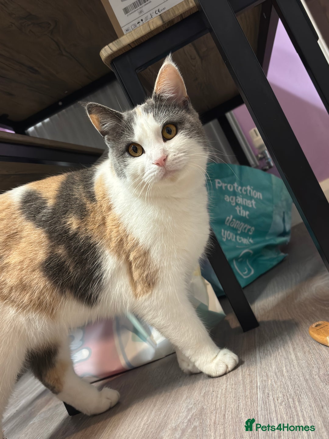 Mixed Breed cats for sale: 1yr 6mnth female cat for sale - Advert 4