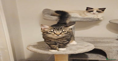 Ragdoll cats - Advert 6