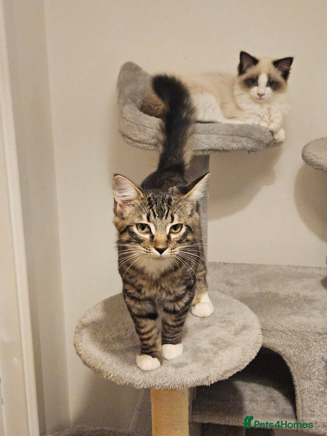 Ragdoll cats for sale: 2 beautiful kittens free to a good home - Image 3