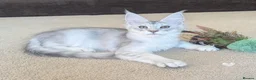 Maine Coon cats for sale: Ticked & Shaded Registered Kittens  - Advert 8