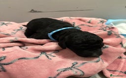 Cockapoo dogs for sale: Cockapoo puppies for sale  - Advert 7