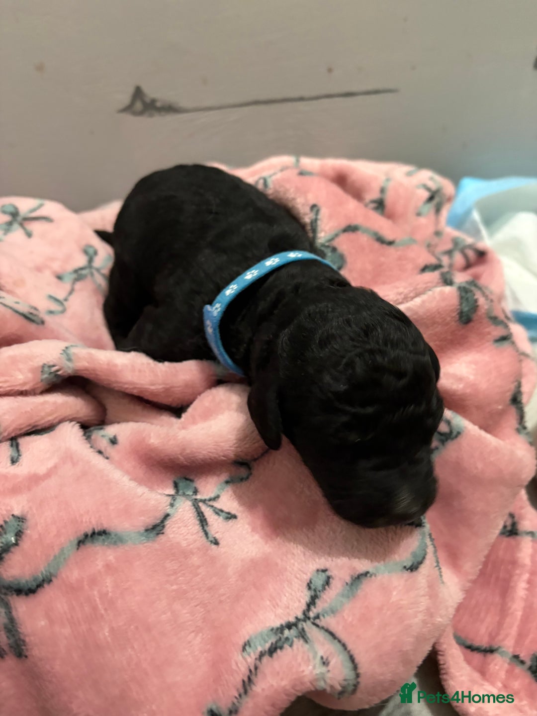 Cockapoo dogs for sale: Cockapoo puppies for sale  - Advert 7