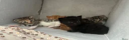 Domestic Shorthair cats for sale: Kittens looking for forever families 🫶🏼 - Advert 3