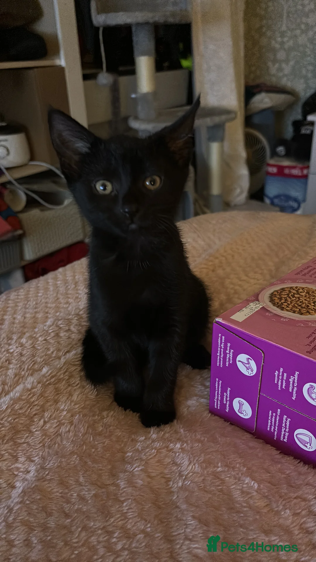 Domestic Shorthair cats for sale: 2 bonded beautiful little girls - Advert 2