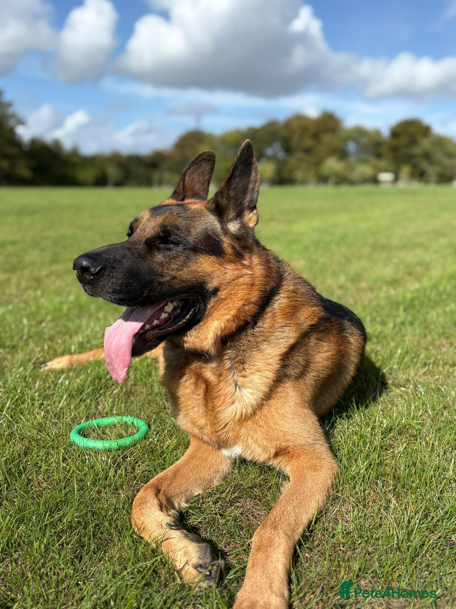 German Shepherd dogs Gorgeous German Shepard  - Advert 2