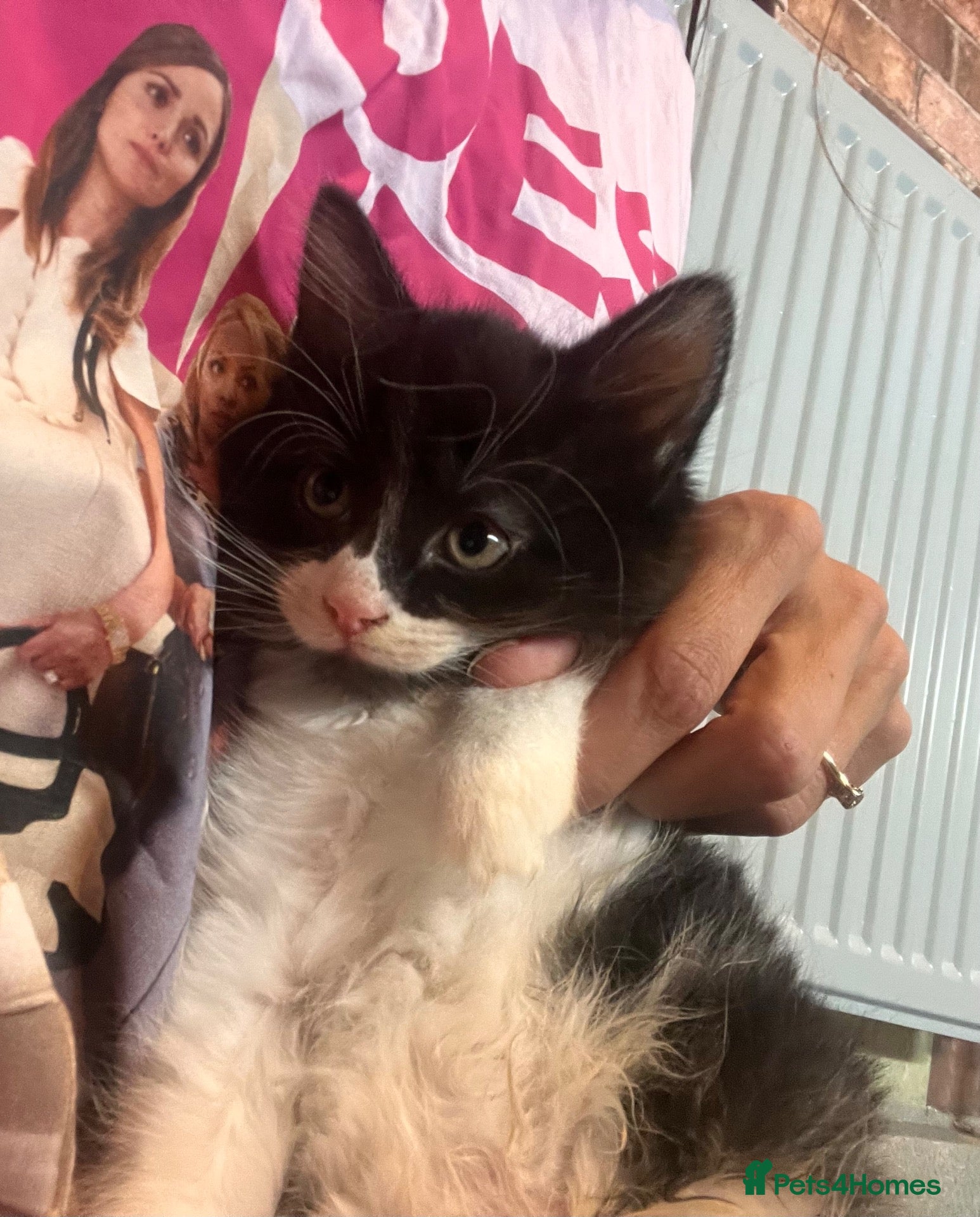 Mixed Breed cats Ready now last 2 Beautiful kittens - Advert 4