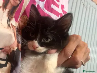 Mixed Breed cats Ready now last 2 Beautiful kittens - Advert 4