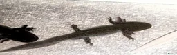 Axolotl reptiles for sale: Axolotls For Sale in Lymington - Advert 7