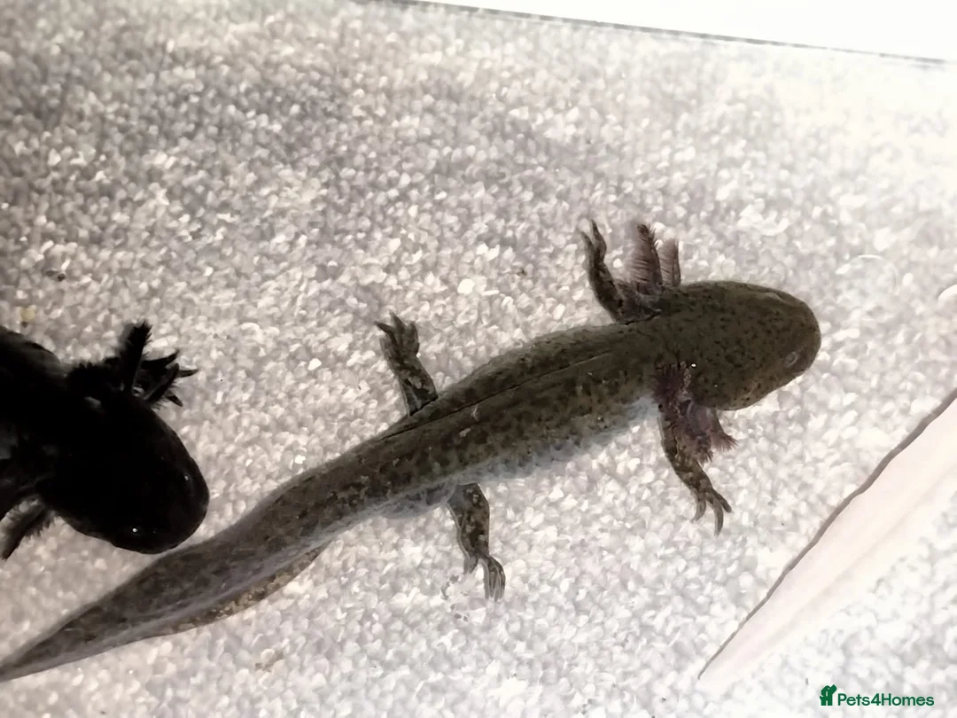 Axolotl reptiles for sale: Axolotls For Sale in Lymington - Advert 7