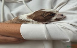 Cavalier King Charles Spaniel dogs for sale: All correct health test taken !  - Image 15